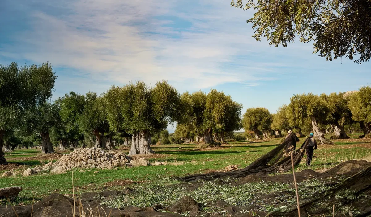 Olio Clemente e la Sostenibilità